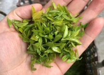 野生酸枣叶茶